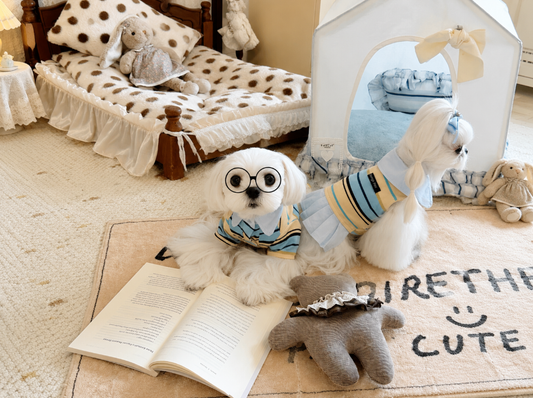 A Simple Guide to Caring for Pet Dresses and Tops