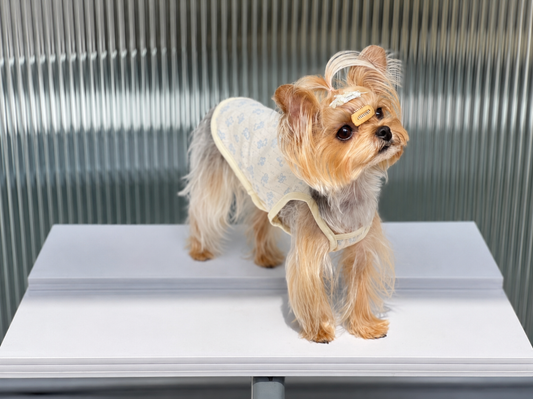 How to Choose Comfortable Pet Clothing for Everyday Wear