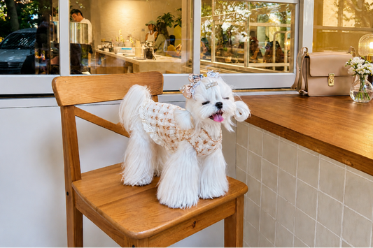 Pet Dresses That Make Little Moments Sweeter