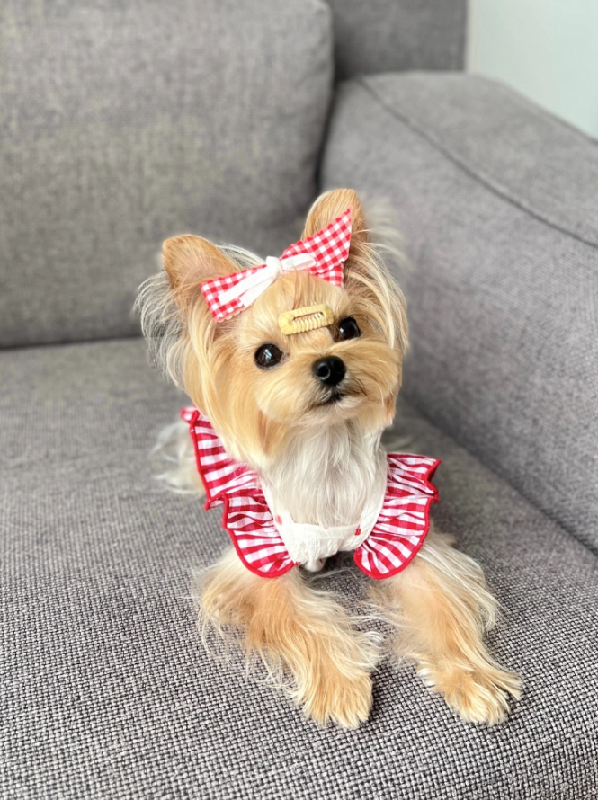 Heart Gingham Pet Dress